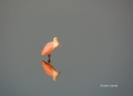 Roseate-Spoonbill;Spoonbill;Reflection;Ajaia-ajaja;One;one-animal;avifauna;bird;